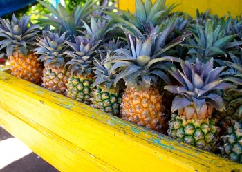 Antigua Black Pineapple to Be Showcased at Chelsea Flower Show 2025