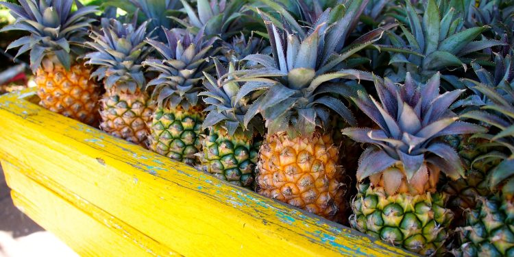 Antigua Black Pineapple to Be Showcased at Chelsea Flower Show 2025
