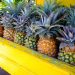 Antigua Black Pineapple to Be Showcased at Chelsea Flower Show 2025