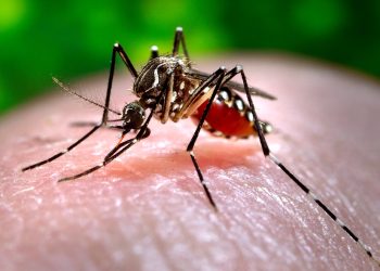 Mosquito Awareness Week 2025 focuses on new ways to fight the insect