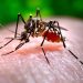 Mosquito Awareness Week 2025 focuses on new ways to fight the insect