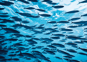 Antigua and Barbuda to Showcase Global Blue Economy Leadership at UNOC3 Side Event