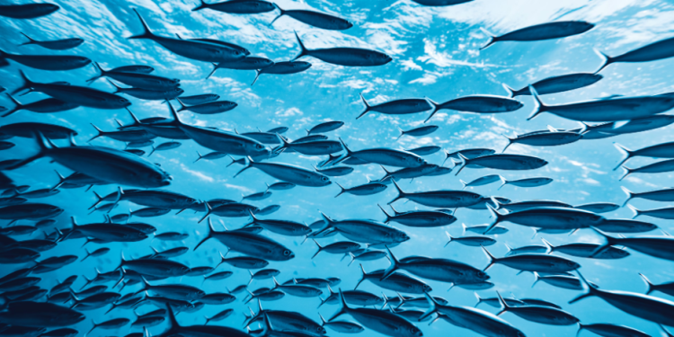 Antigua and Barbuda to Showcase Global Blue Economy Leadership at UNOC3 Side Event