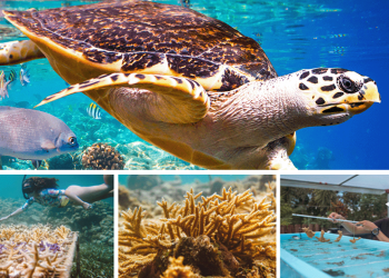 Antigua and Barbuda singled out for its commitment to marine conservation