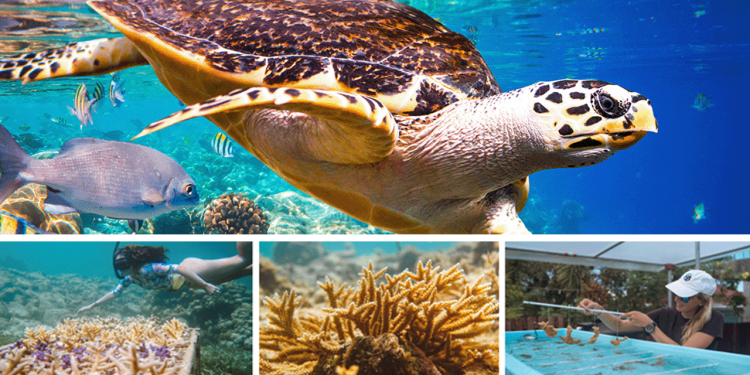 Antigua and Barbuda singled out for its commitment to marine conservation