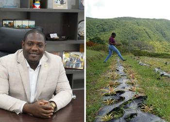 Agriculture Minister is happy with efforts to restore the Antigua Black pineapple
