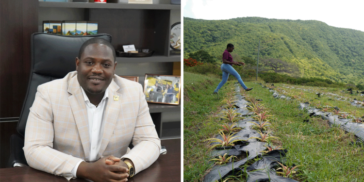 Agriculture Minister is happy with efforts to restore the Antigua Black pineapple