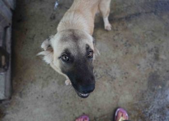 Antigua’s longest-running animal shelter suspends operations