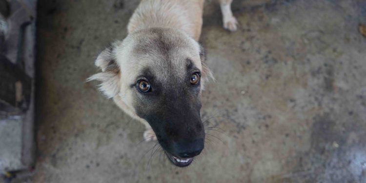 Antigua’s longest-running animal shelter suspends operations