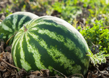 Four Arrested for Stealing Watermelons