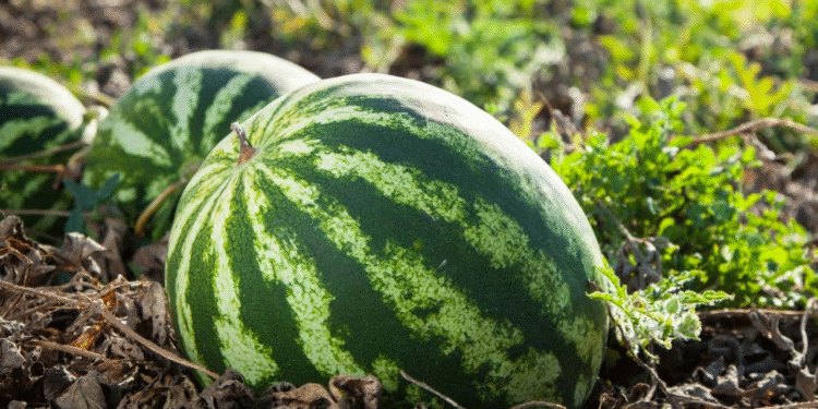 Four Arrested for Stealing Watermelons