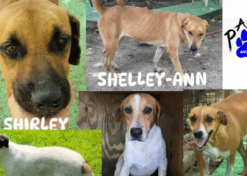 PAAWS battles to home final eight dogs