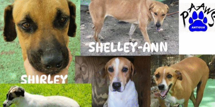 PAAWS battles to home final eight dogs