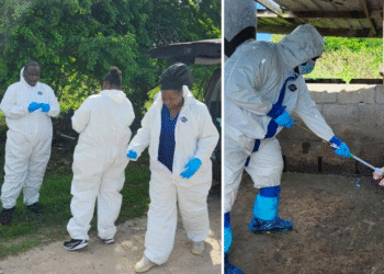 The African swine fever pilot extends to Barbuda