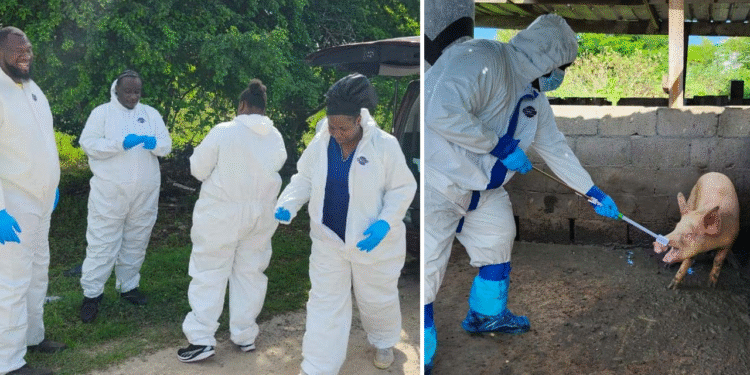 The African swine fever pilot extends to Barbuda